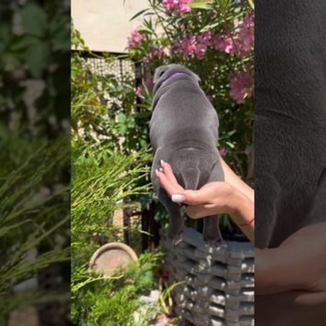 Видео галлерея американских булли. ПИТОМНИК СОБАК ПОРОДЫ АМЕРИКАНСКИЙ БУЛЛИ