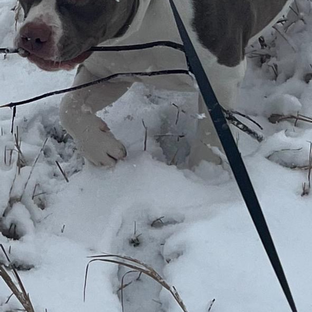 Отзывы сайта. ПИТОМНИК СОБАК ПОРОДЫ АМЕРИКАНСКИЙ БУЛЛИ