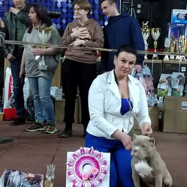 Фото галлерея американских булли. ПИТОМНИК СОБАК ПОРОДЫ АМЕРИКАНСКИЙ БУЛЛИ