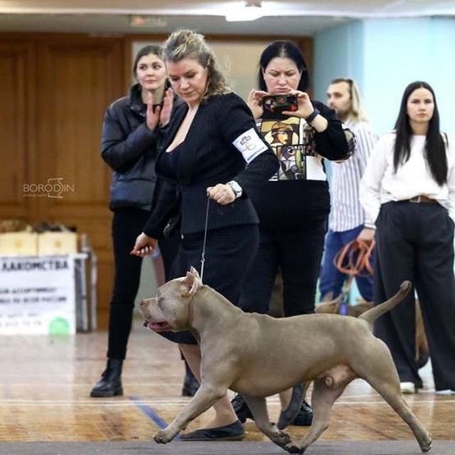 Фото галлерея американских булли. ПИТОМНИК СОБАК ПОРОДЫ АМЕРИКАНСКИЙ БУЛЛИ