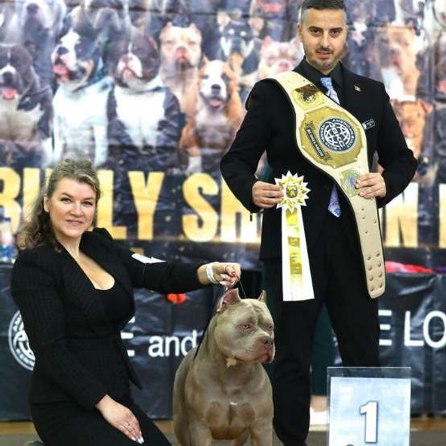 Фото галлерея американских булли. ПИТОМНИК СОБАК ПОРОДЫ АМЕРИКАНСКИЙ БУЛЛИ