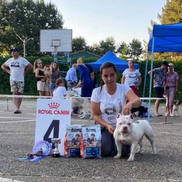 Фото галлерея американских булли. ПИТОМНИК СОБАК ПОРОДЫ АМЕРИКАНСКИЙ БУЛЛИ