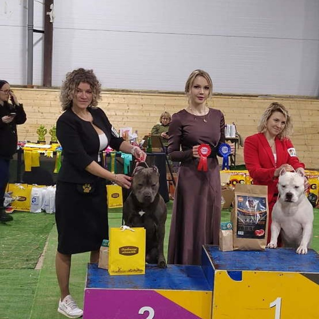 Фото галлерея американских булли. ПИТОМНИК СОБАК ПОРОДЫ АМЕРИКАНСКИЙ БУЛЛИ