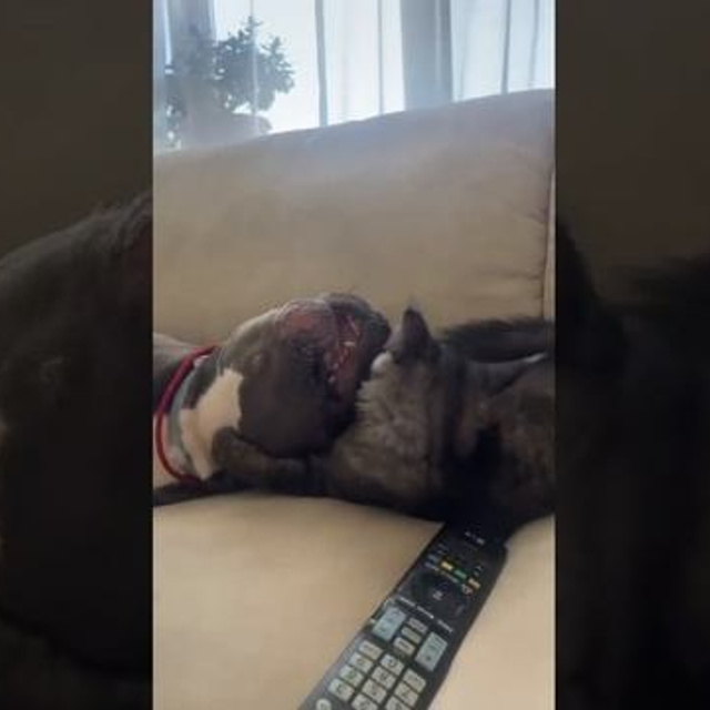 Видео галлерея американских булли. ПИТОМНИК СОБАК ПОРОДЫ АМЕРИКАНСКИЙ БУЛЛИ