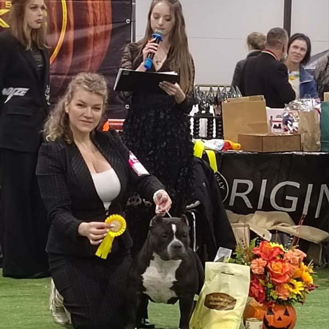 Фото галлерея американских булли. ПИТОМНИК СОБАК ПОРОДЫ АМЕРИКАНСКИЙ БУЛЛИ