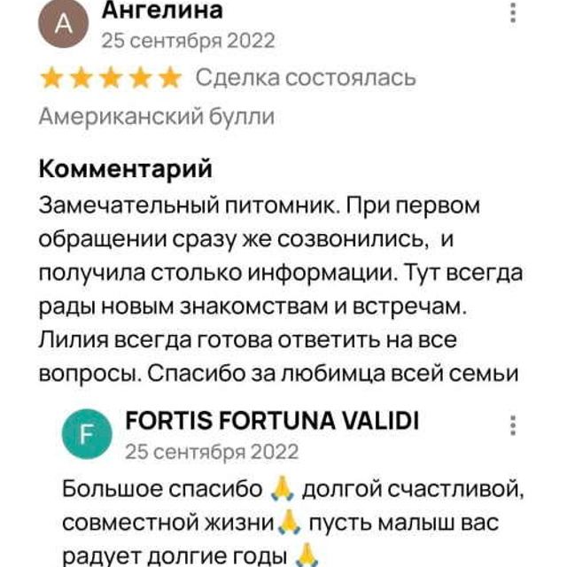 Отзывы. ПИТОМНИК СОБАК ПОРОДЫ АМЕРИКАНСКИЙ БУЛЛИ