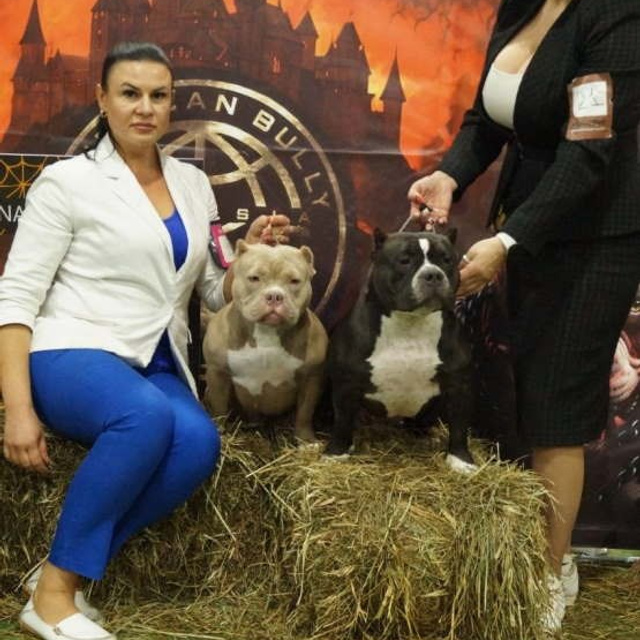Фото галлерея американских булли. ПИТОМНИК СОБАК ПОРОДЫ АМЕРИКАНСКИЙ БУЛЛИ