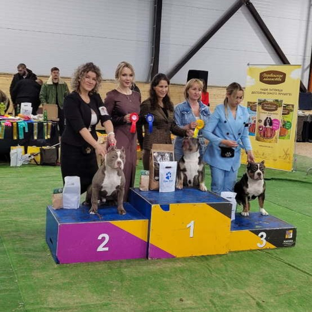 Фото галлерея американских булли. ПИТОМНИК СОБАК ПОРОДЫ АМЕРИКАНСКИЙ БУЛЛИ