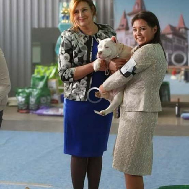 Фото галлерея американских булли. ПИТОМНИК СОБАК ПОРОДЫ АМЕРИКАНСКИЙ БУЛЛИ