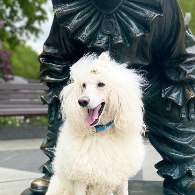 Бадди. Актерское агентство Art-faces