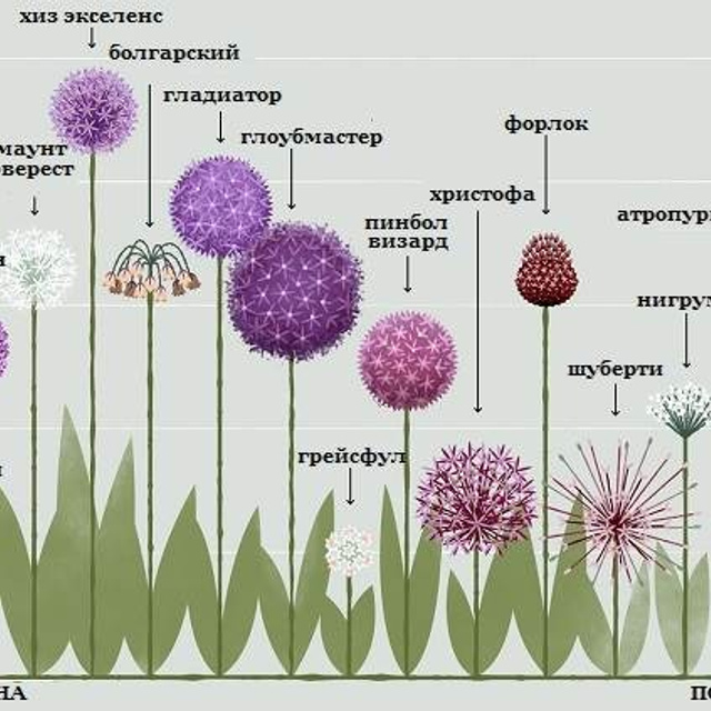 RUSNEWS/ДАЧНЫЙ КЛУБ. ТРЕНДЫ СЕЗОН 2025.ПИТОМНИКИ. 俄罗斯设计估算