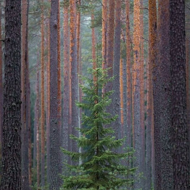 Осенняя Карелия