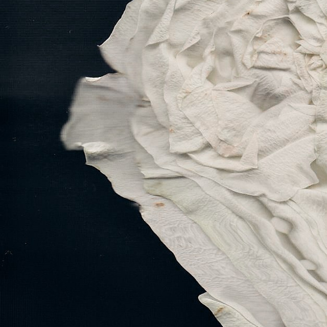 Distorted Botanicals & Objects. Сканография. Visual artist (photo & arts)