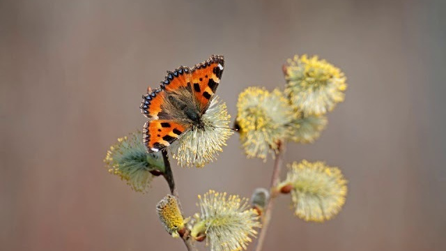 Butterflies slide show. Atmospheric landscapes, horses, butterfies. Alexander Kozhukhov