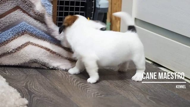 3_Девочка_СНЕЖНАЯ_Ц. CANE MAESTRO — kennel Jack Russell Terrier