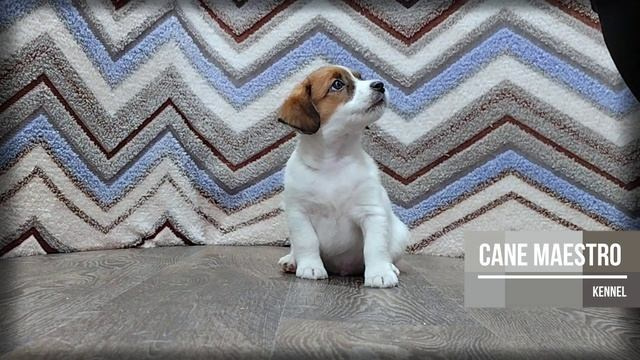 3КОБЛ_СНЕГОВИК. CANE MAESTRO — kennel Jack Russell Terrier