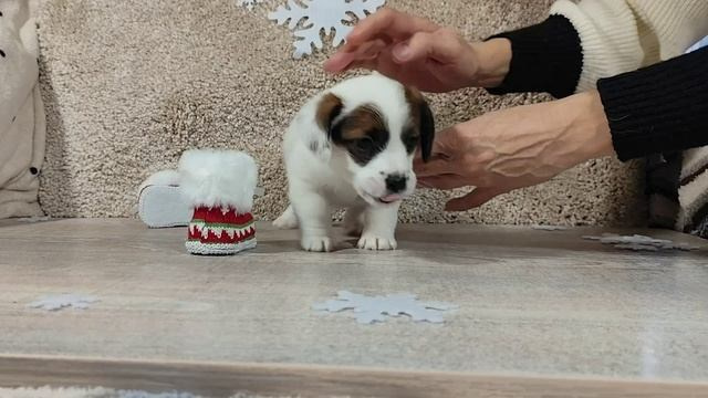 1КОБЛ_МОНОКЛЬ_Ц_ЛИТТЕР. CANE MAESTRO — kennel Jack Russell Terrier