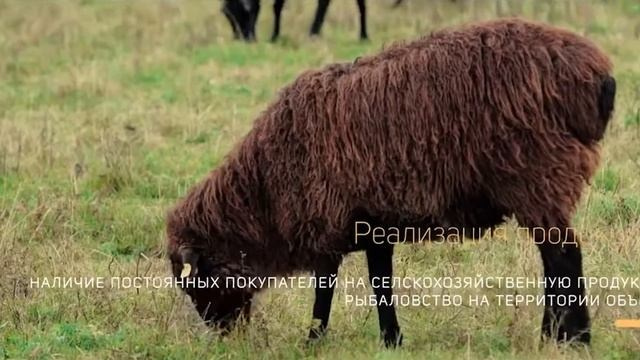 РЕКЛАМА. Свадебный видеограф в Москве Максим Лобач-Граубергер