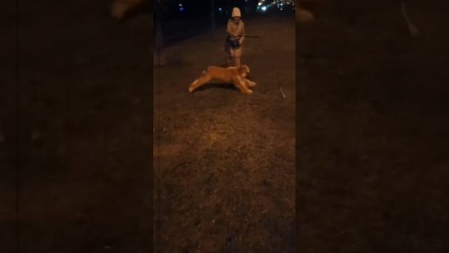 Домашние. Галерея фотографий афганской борзой