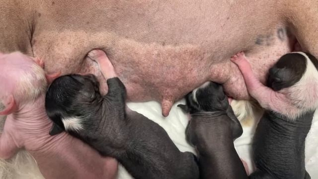 Помёт D | 16.10.2025. Питомник китайских хохлатых собак Poale Ell: купить щенка