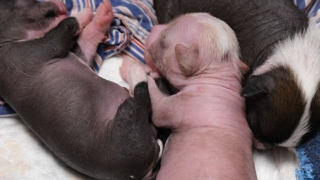 Помёт D | 16.10.2025. Питомник китайских хохлатых собак Poale Ell: купить щенка