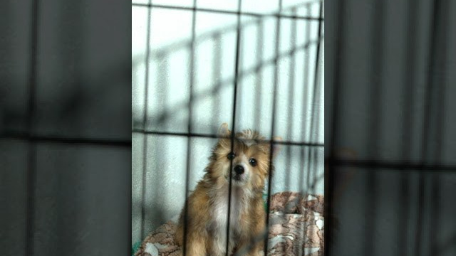 Poale Ell Veles. Chinese Crested Dog Kennel Poale Ell