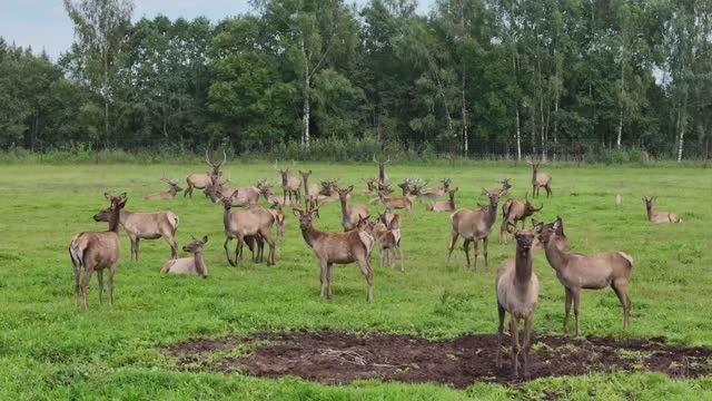 Экоферма «Измайловская». Фотограф Савин Стас