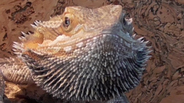 Репортажные видео. Матвей Лебедев: фото и видео, сайты. Москва, Жуковский, Малаховка