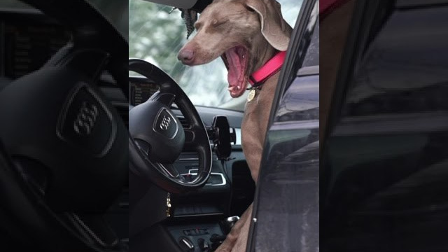 Видео. Фотограф анималист Ольга Луканенкова в Москве