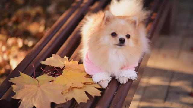 Видеоролики. Семейный и свадебный фотограф в Донецке Донская Анастасия
