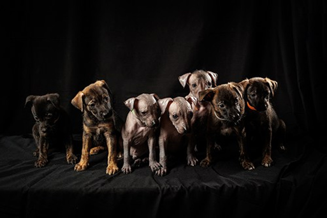 Фараонова собака щенки