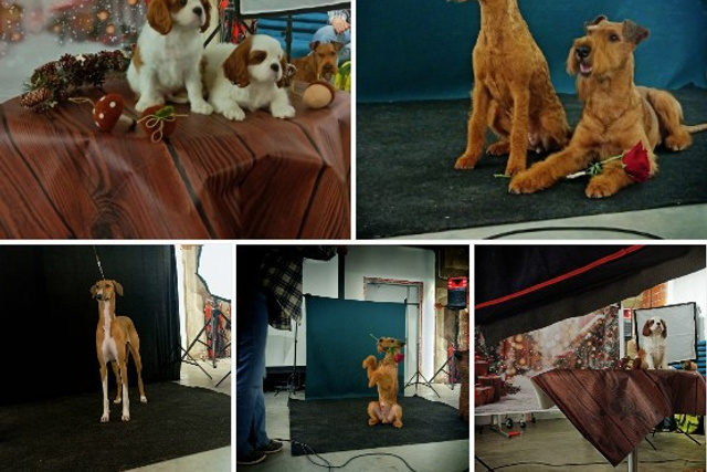 Блог. Фотограф-анималист Natalia Deingel | Фотосъемка собак в Москве