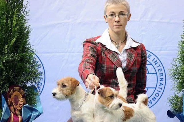 Lovely-Orange питомник джек рассел терьеров