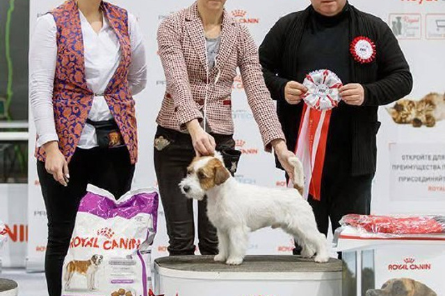 Lovely-Orange питомник джек рассел терьеров