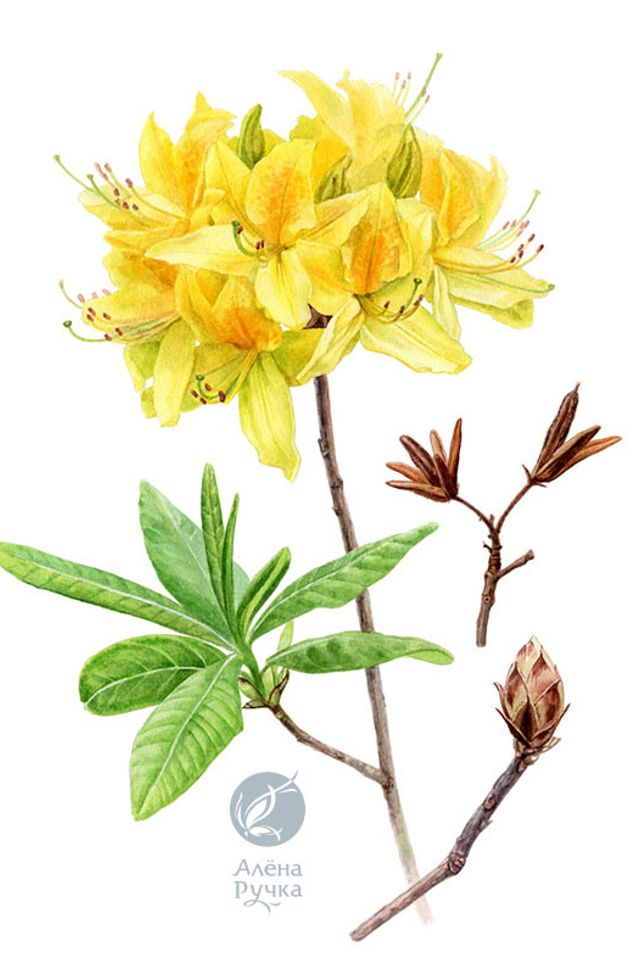 Рододендрон жёлтый	Rhododendron luteum