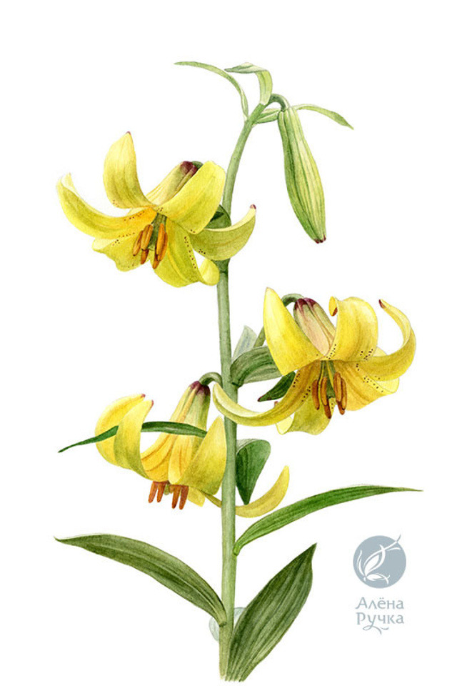 Лилия однобратственная	Lilium monadelphum
