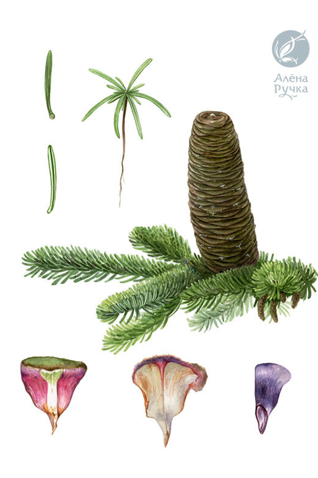 Пихта Нордмана (кавказская)	Abies nordmanniana