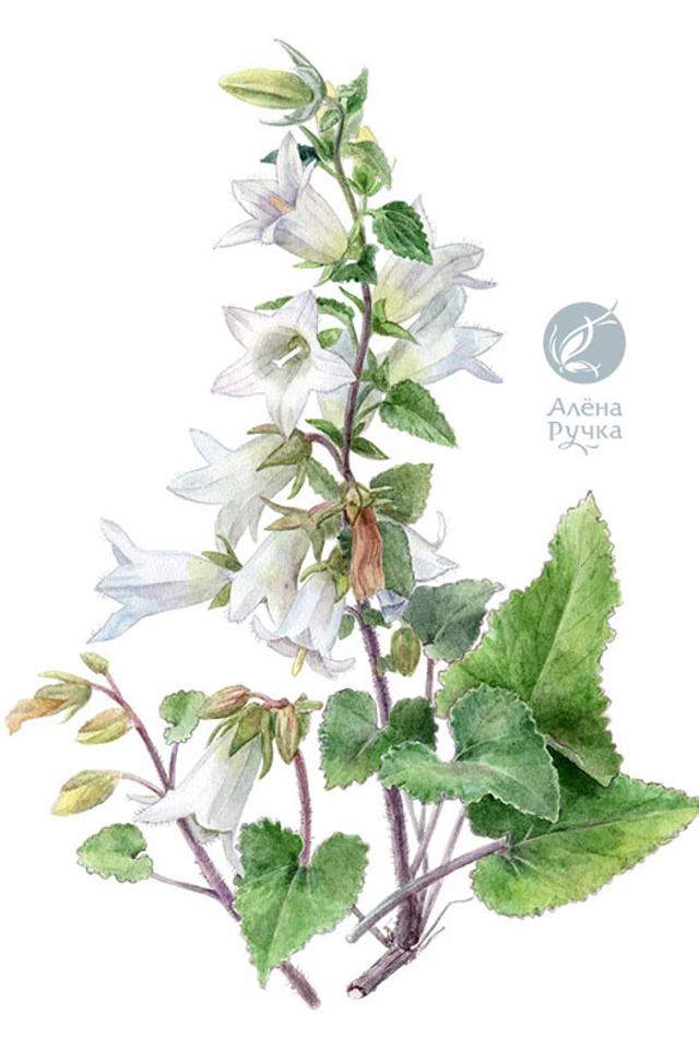 Колокольчик доломитовый	Campanula dolomitica