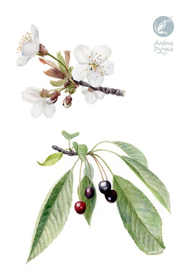 Вишня птичья	Prunus avium