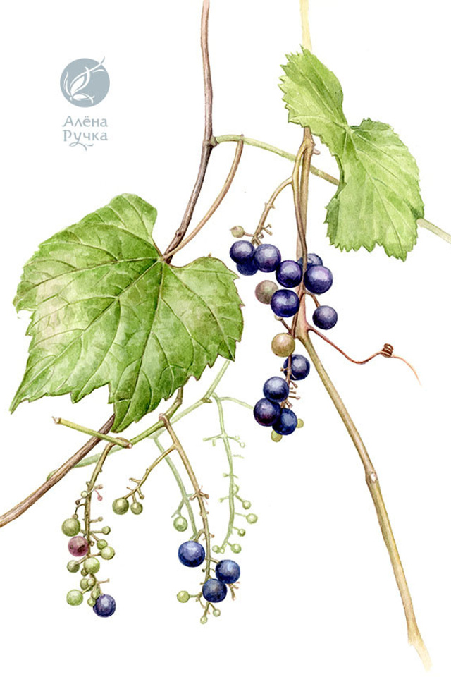 Виноград лесной	Vitis sylvestris C.C. Gmel