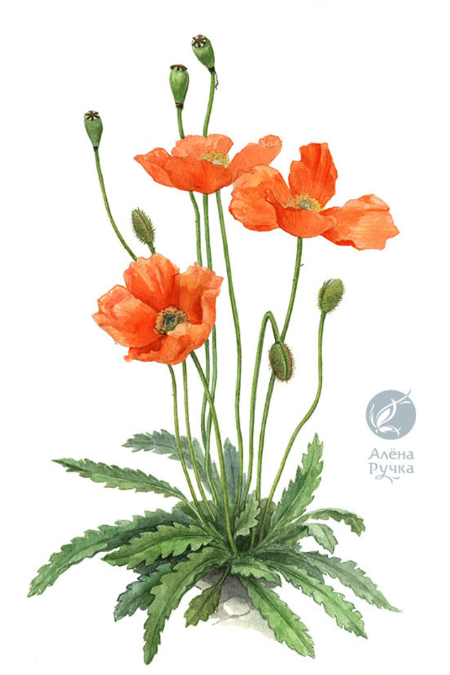 Мак Лизы	Papaver lisae