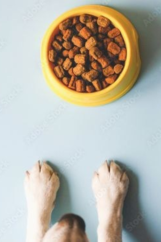 Предметная съемка для интернет, референсы товаров для животных