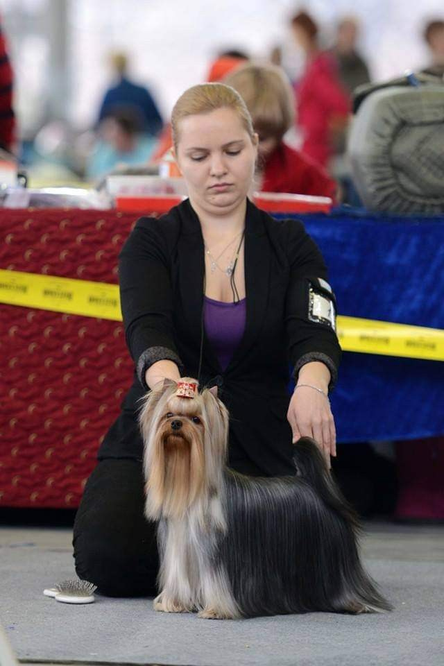 Йоркширский терьер. Мемориал. Питомник Воле'Т Шоу Vole'T Shou. Йоркширский терьер — питомник йоркширских терьеров Vole'T Shou