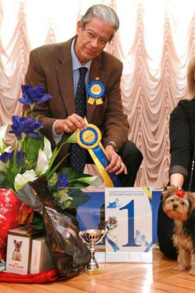 Йоркширский терьер. Мемориал. Питомник Воле'Т Шоу Vole'T Shou. Йоркширский терьер — питомник йоркширских терьеров Vole'T Shou