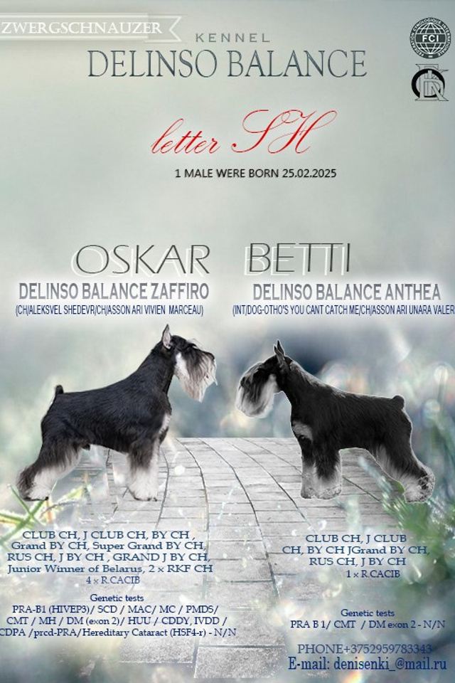 НОВОСТИ. Питомник цвергшнауцеров в Беларуси «Делинсо Бэлэнс»