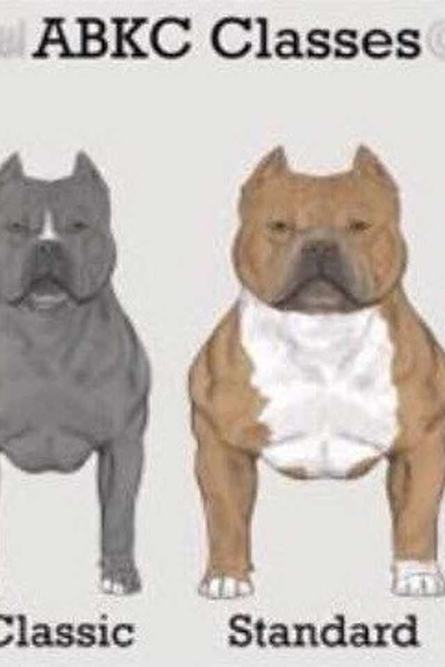 Полезная информация о собаках. ПИТОМНИК СОБАК ПОРОДЫ АМЕРИКАНСКИЙ БУЛЛИ