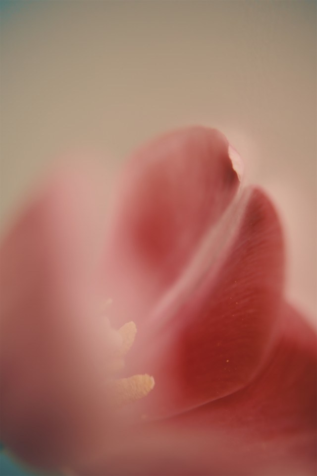 Цветы. Visual artist