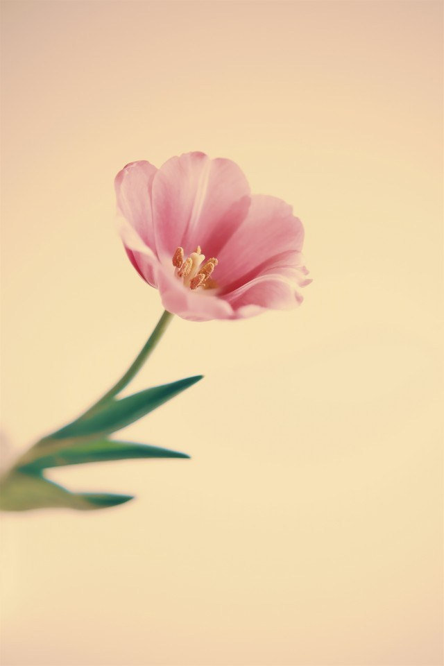 Цветы. Visual artist