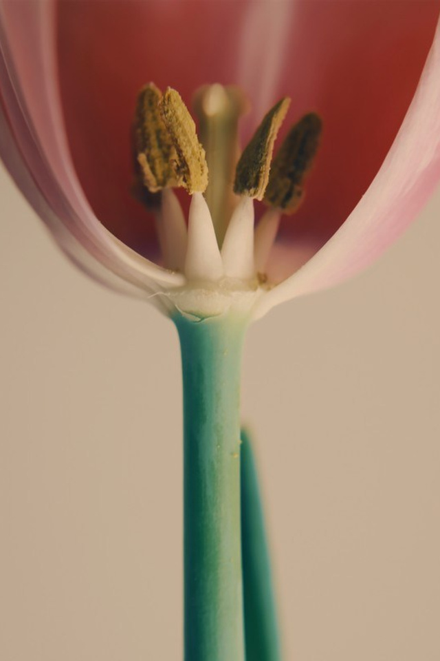 Цветы. Visual artist