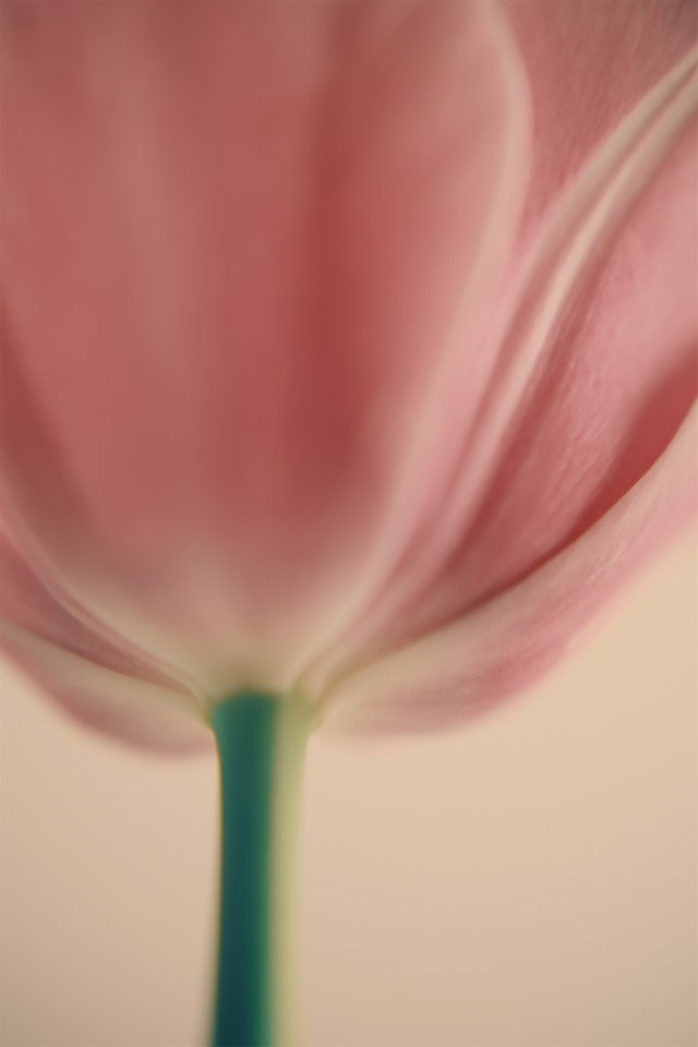 Цветы. Visual artist